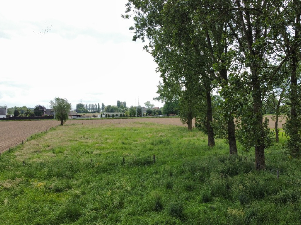 Beveren Dries - 88 - lot 4 - 8791