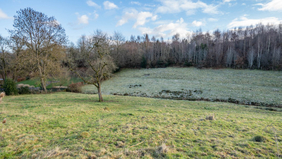 buisson - LOT 2 - division - 6980