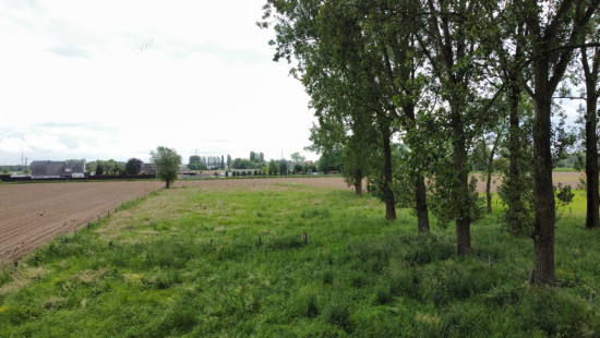 Beveren Dries - 88 - lot 4 - 8791